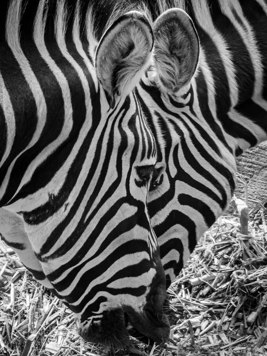 Antitrust Regulation